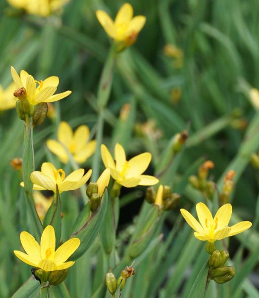 Sisyrinchium californicum  Vypredaj